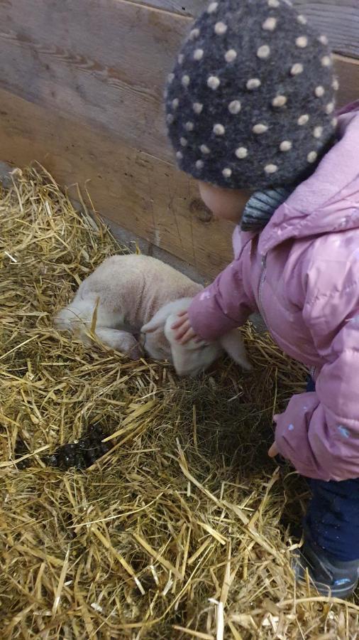 Hinterreithlehen - Ferienwohnung Am Bauernhof Mittersill Bagian luar foto