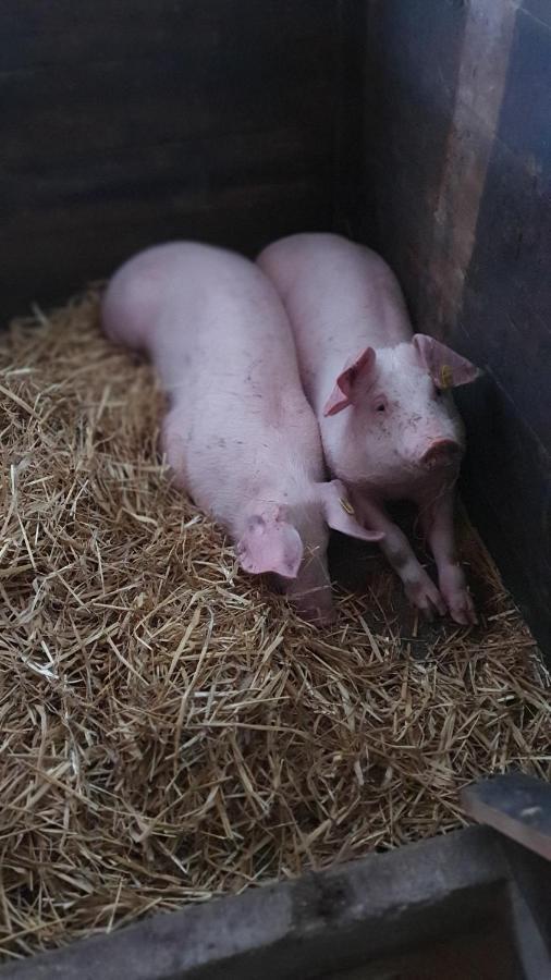 Hinterreithlehen - Ferienwohnung Am Bauernhof Mittersill Bagian luar foto