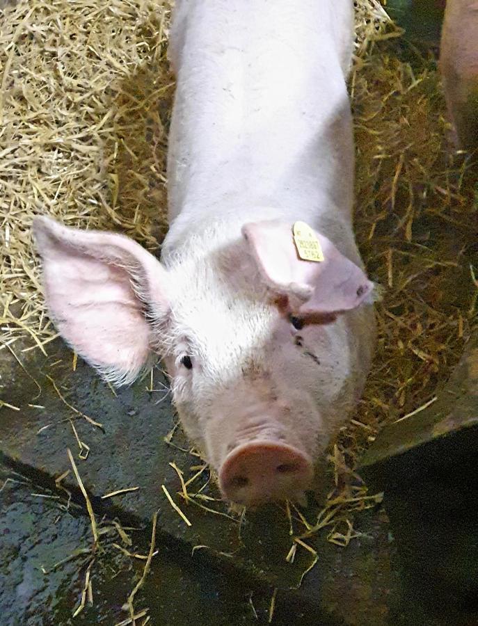 Hinterreithlehen - Ferienwohnung Am Bauernhof Mittersill Bagian luar foto