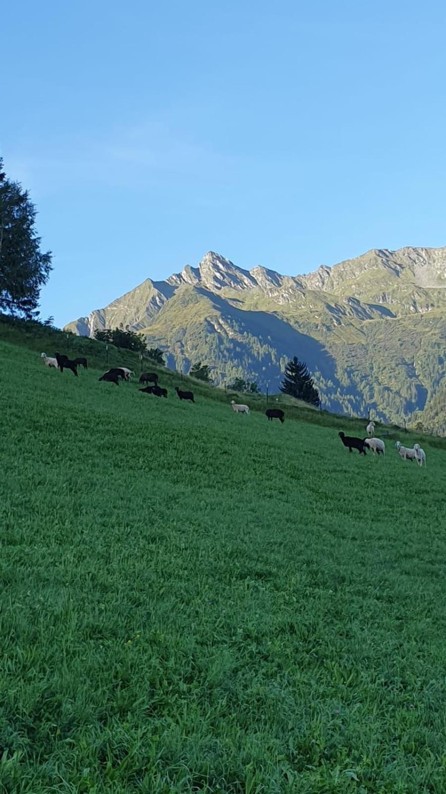 Hinterreithlehen - Ferienwohnung Am Bauernhof Mittersill Bagian luar foto