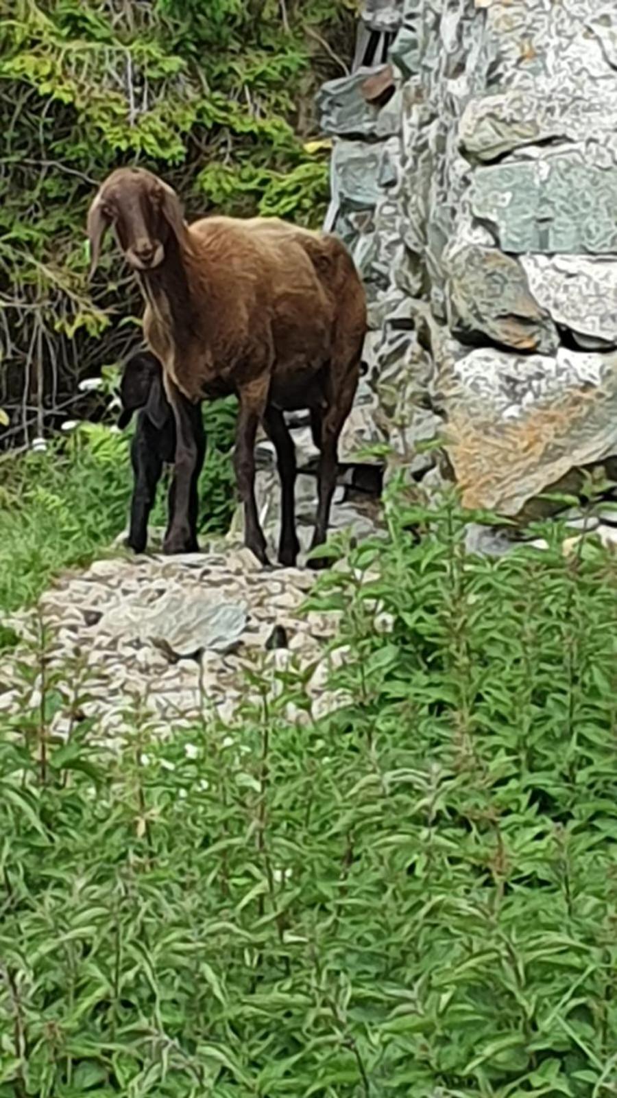 Hinterreithlehen - Ferienwohnung Am Bauernhof Mittersill Bagian luar foto